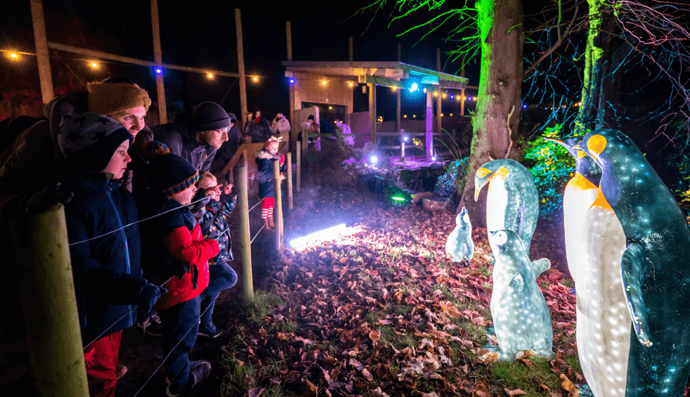 People at Knowlsey Safari looking at lanterns of animals lit up.
