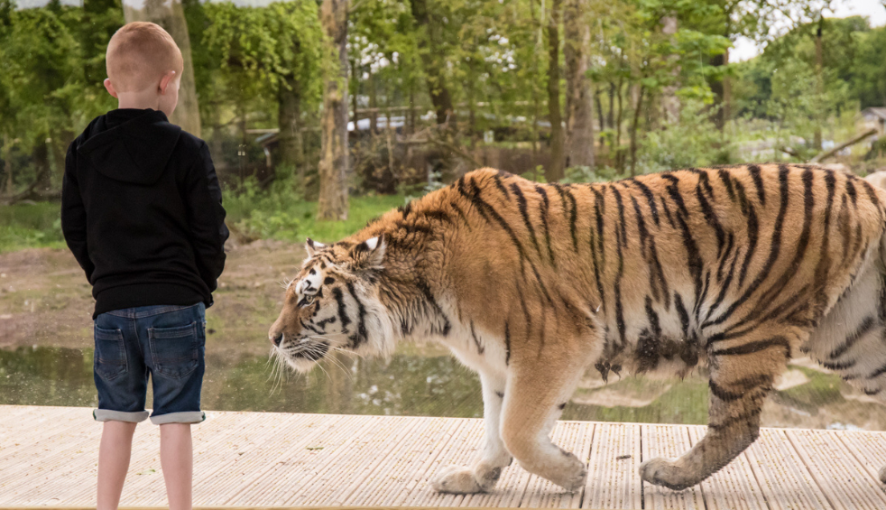 A young child on one side of glass with a tiger on the other side at Knowsley Safari.