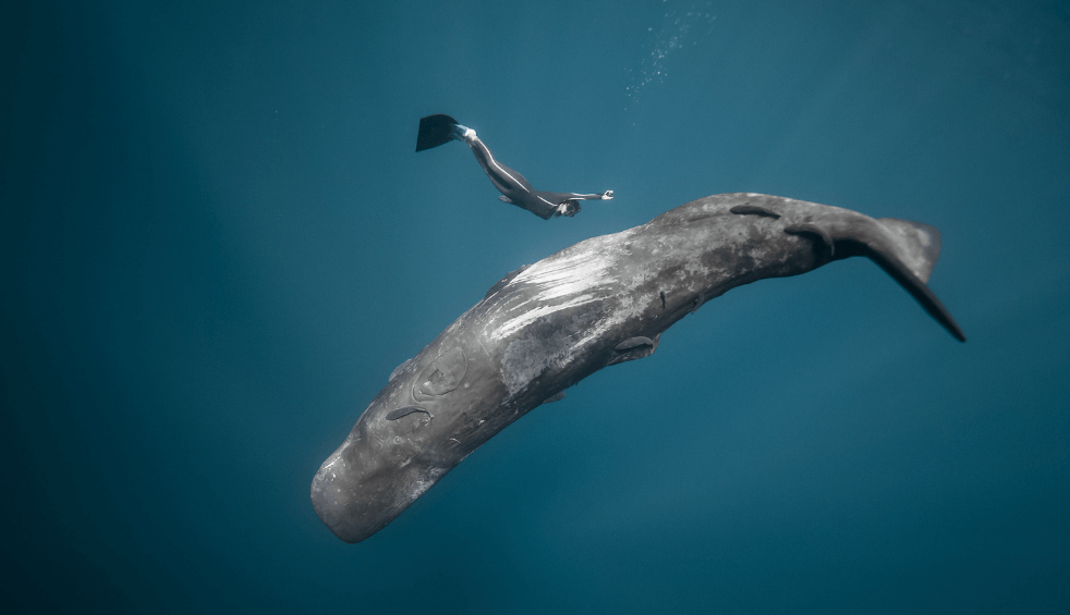 A person freediving with a whale beside them, in the ocean.