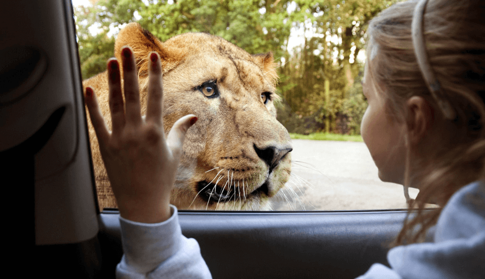 A girl in a car with a lion looking through the glass window.