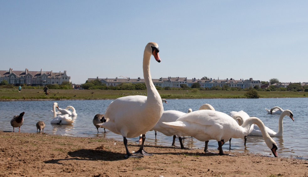 Swans next to a lake in Crosby