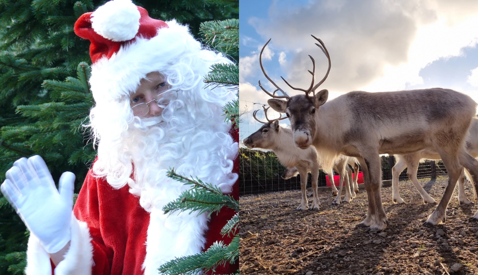 Santa and a reindeer at Church Farm