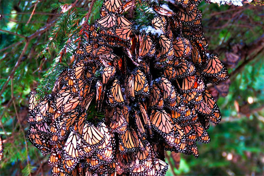 Dozens of Butterflies on a branch