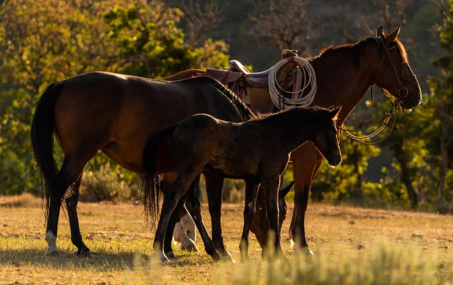 Hobble Creek Outfitters Baby Horse