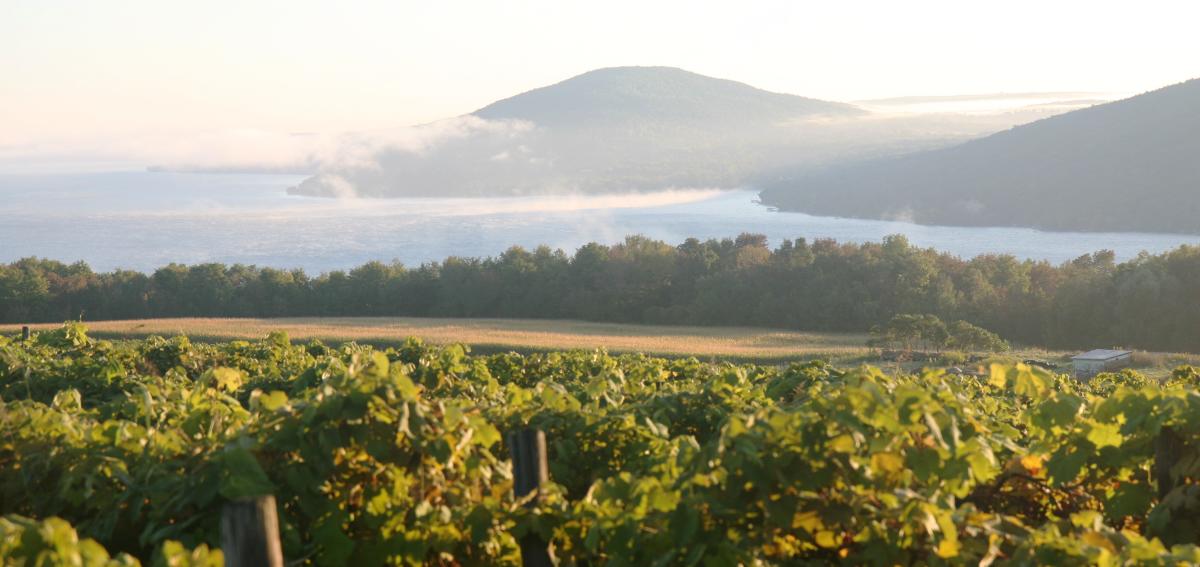 finger-lakes-canandaigua-grapes-vines-close