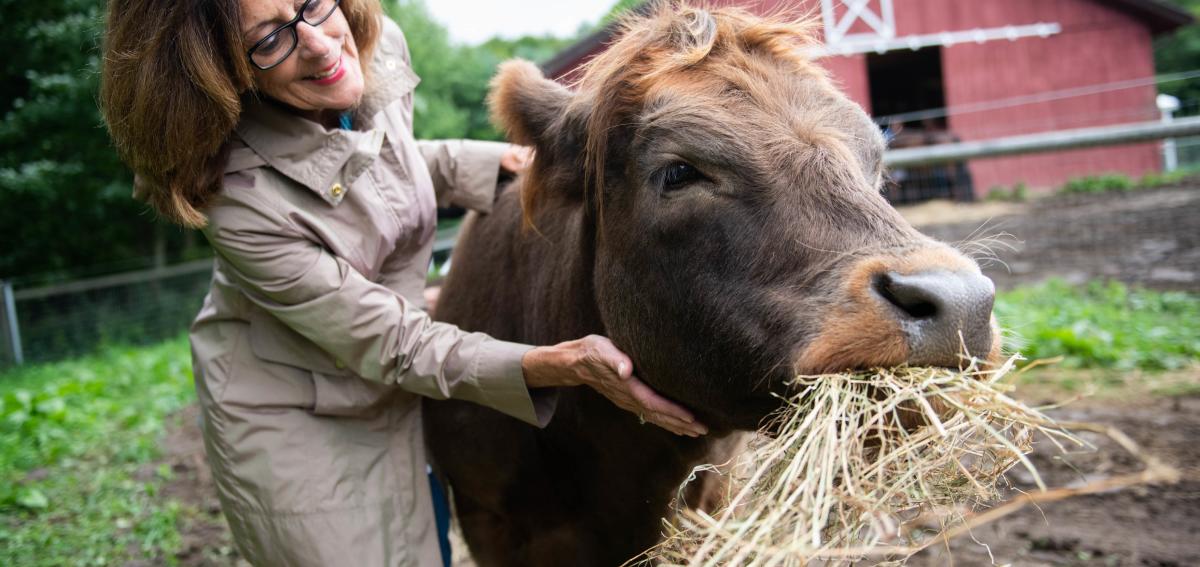 mountain-horse-farm-naples-cow-cuddling-girls-weekend
