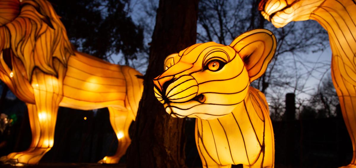 Asian Lanterns lions
