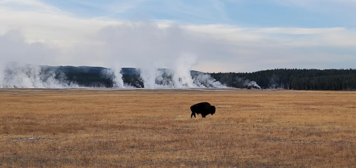 Bison in the Field