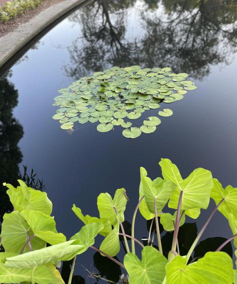 A cluster of lily pads on the water at the Huntsville Botanical Garden.