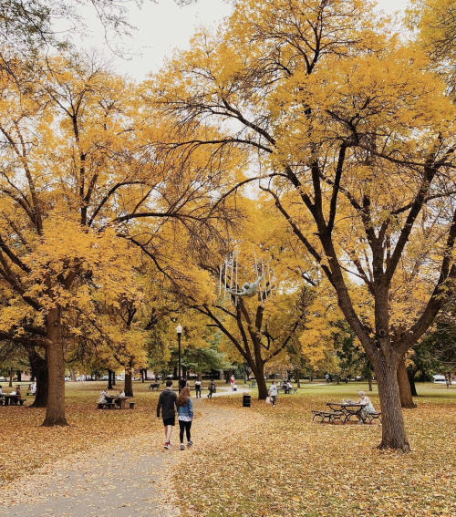Yellow fall leaves abound at Schiller Park