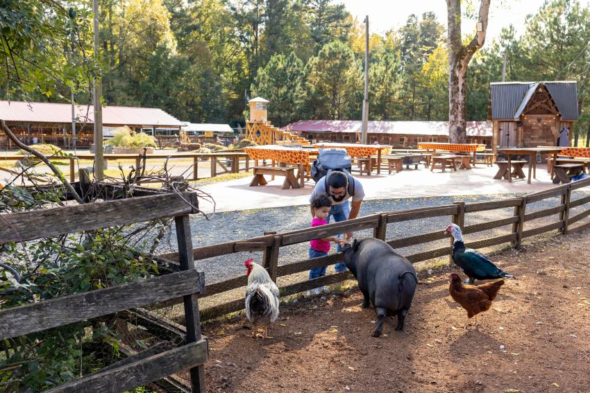Adult and Child Visiting Farm Animals at Spring Have Farm