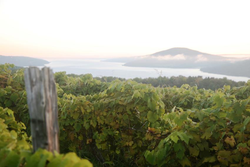 finger-lakes-canandaigua-grapes-vines