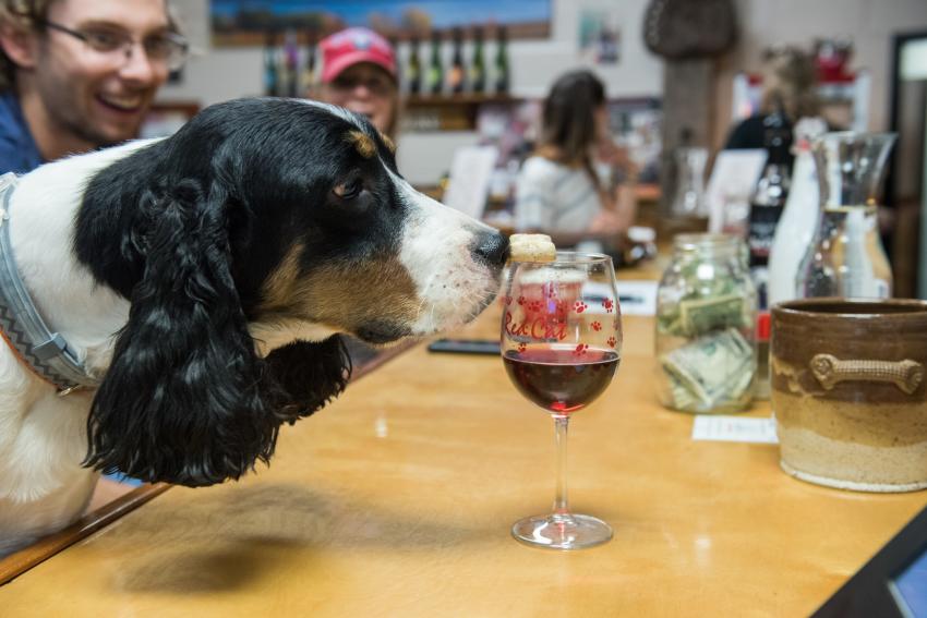 hazlitt-vineyards-interior-dog-friendly-tasting-room