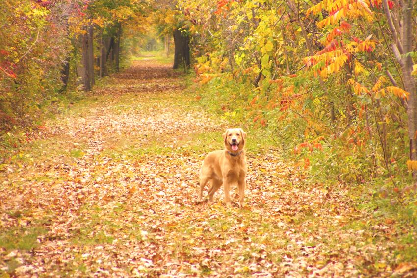 ontario-pathways-canandaigua-fall-dog-friendly