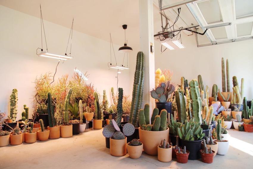 High and Dry Cactus Co.