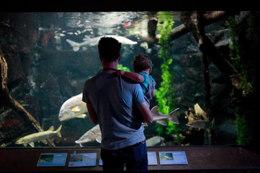 A man holding his son in his arms and looking at an ECHO aquarium display