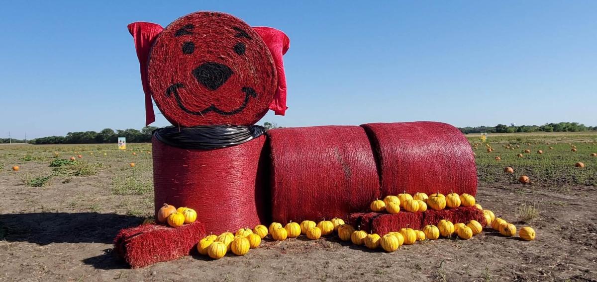 Hay bales are painted red and arranged to look like Clifford the Dog with pumpkins on the ground at Woody's Family Farm Pumpkin Patch
