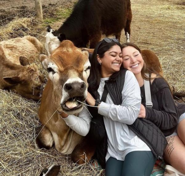 Cow Cuddling at Mary's Land Farm