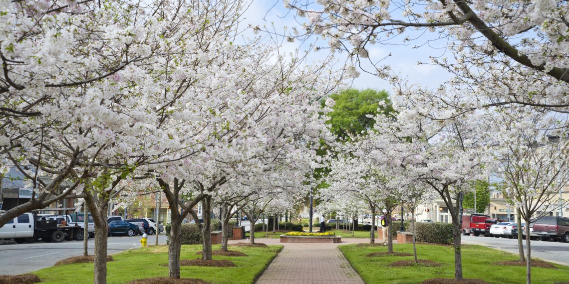 Cherry Blossoms Downtown Macon
