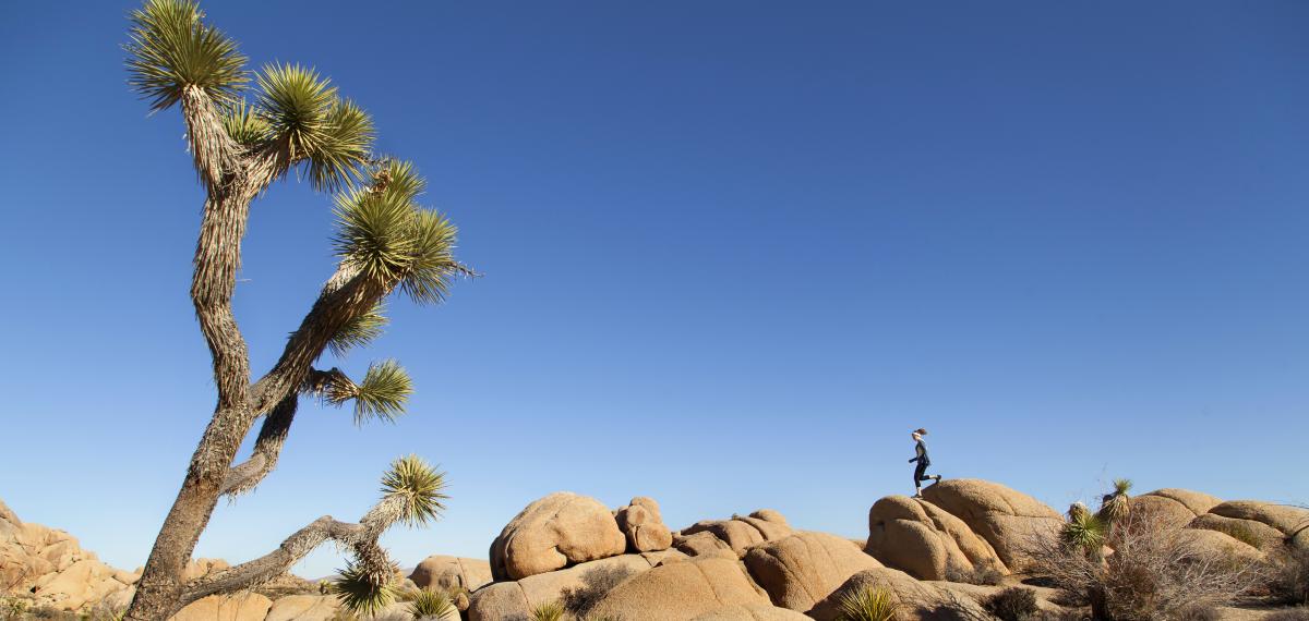 Joshua Tree National Park