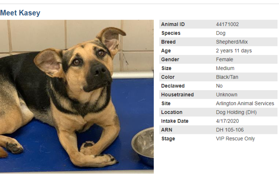 dog 2 adoption blog