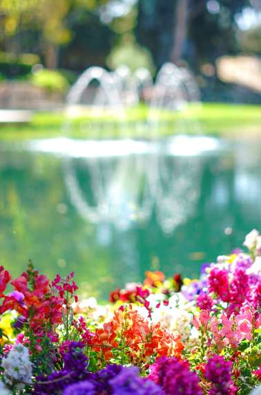 Copy of Vitagliano Winery in bloom
