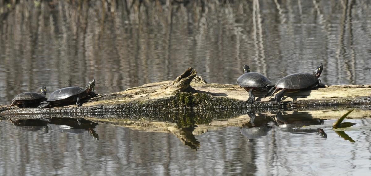 Turtles, Muskatatuck National Wildlife Refuge