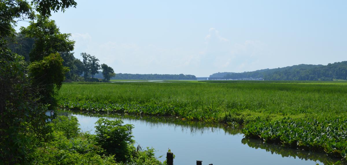Neabsco Creek Wetlands