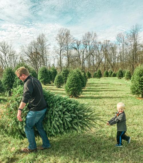 Man with child carrying Christmas tree at U-pick trees at Huber’s Orchard, Winery & Vineyard.