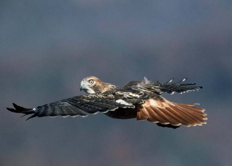 Waggoner's Gap Hawk Watch