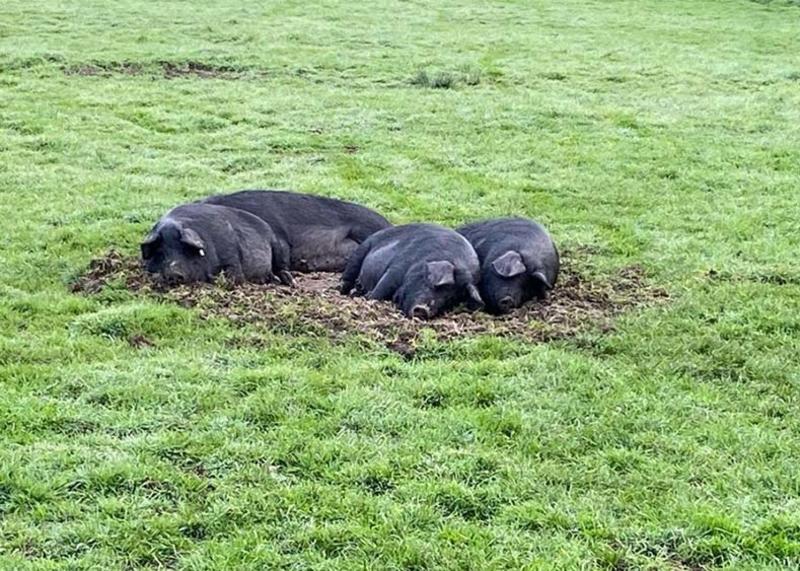 Happy pasture-raised heritage pigs at Pomponio Ranch enjoying the day