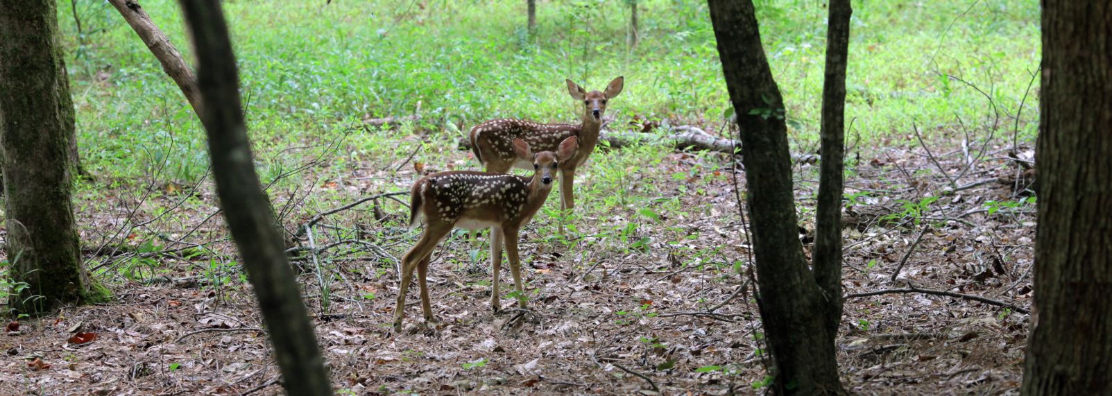 Umstead Park