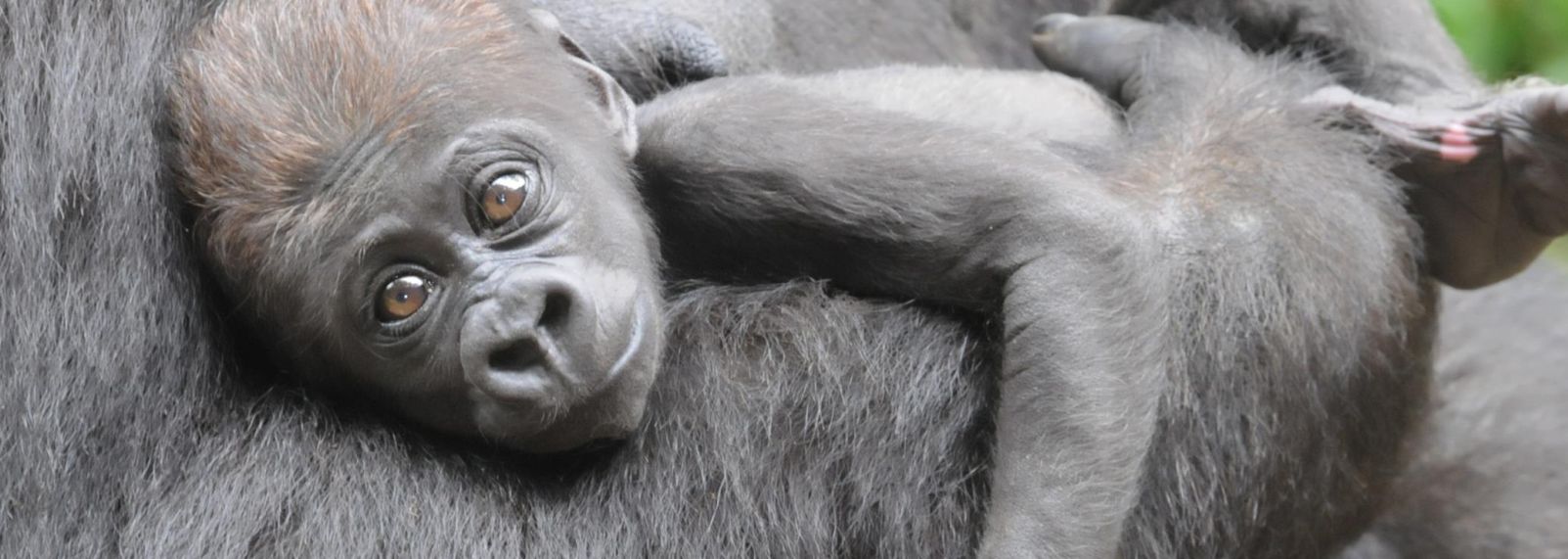 N.C. Zoo