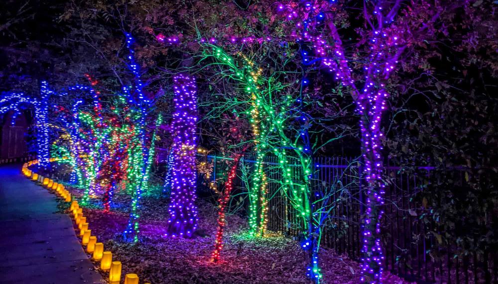 Trees lit with purple, green, and blue lights along a Walking Path at Botanica Illuminations 