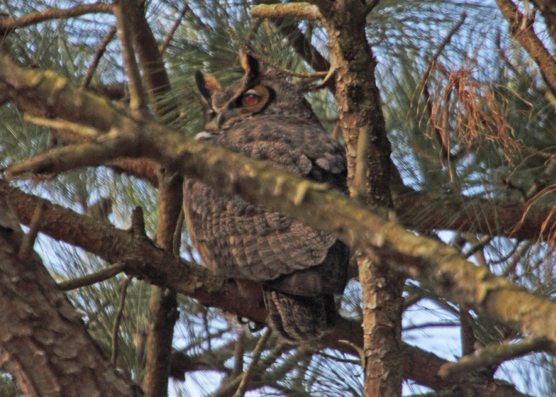 Great Horned Owl at Sun Outdoors Ocean City