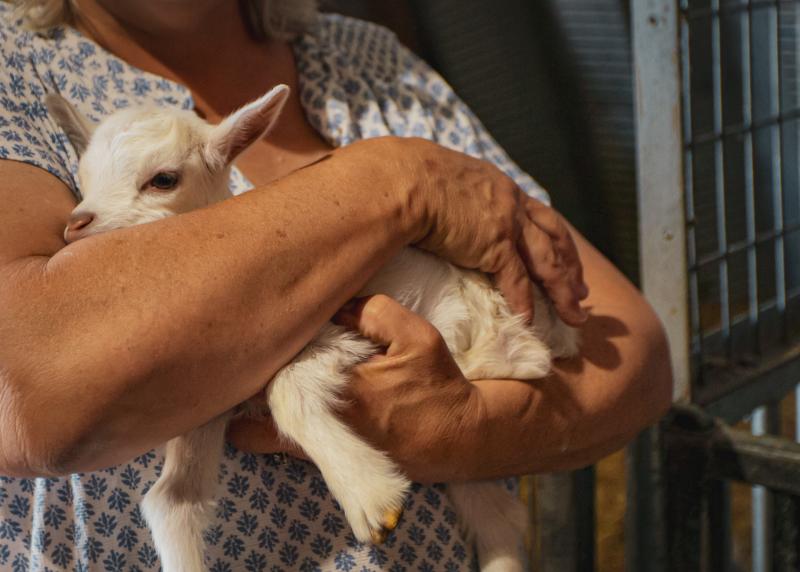 Goat cuddles