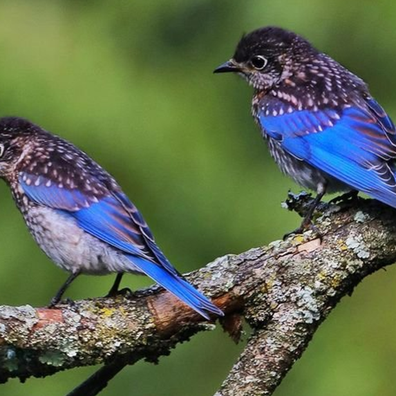 Two eastern bluebirds perched on a tree branch