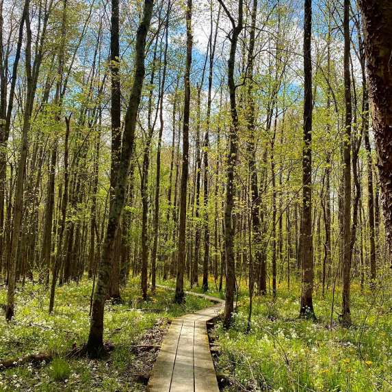 Spring at Beanblossom Bottoms Nature Preserve