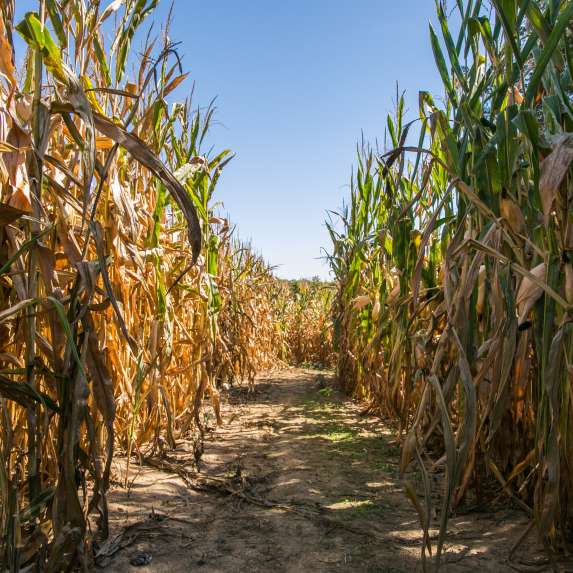 Fowler Pumpkin Patch