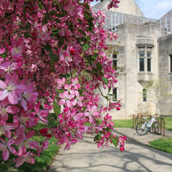 A close-up of a flowering tree on the Indiana University campus