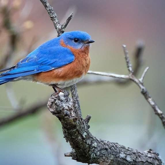 An eastern bluebird perched on a tree branch