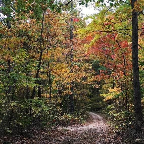 Pate Hollow Trail during fall