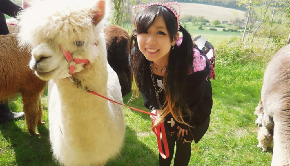 Walking Alpacas Dunreyth Alpacas