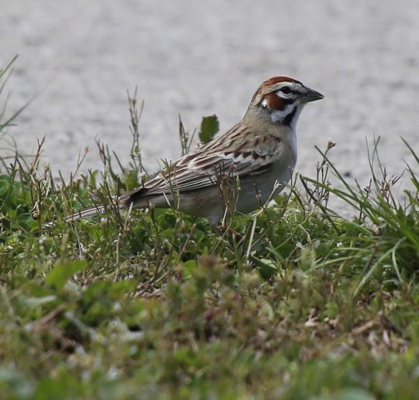 Birding Blog - Lark Sparrow - Chalpel Lake - Emma Herald