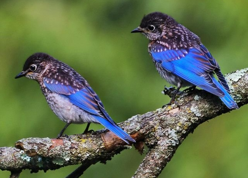 Two eastern bluebirds perched on a tree branch