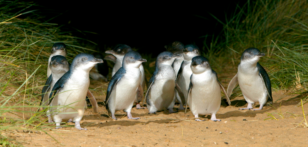 Little penguin parade