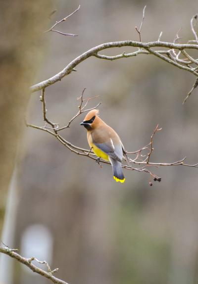 Birding