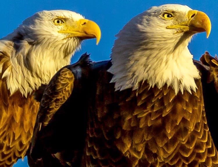 bald-eagles-Jack-Gillum