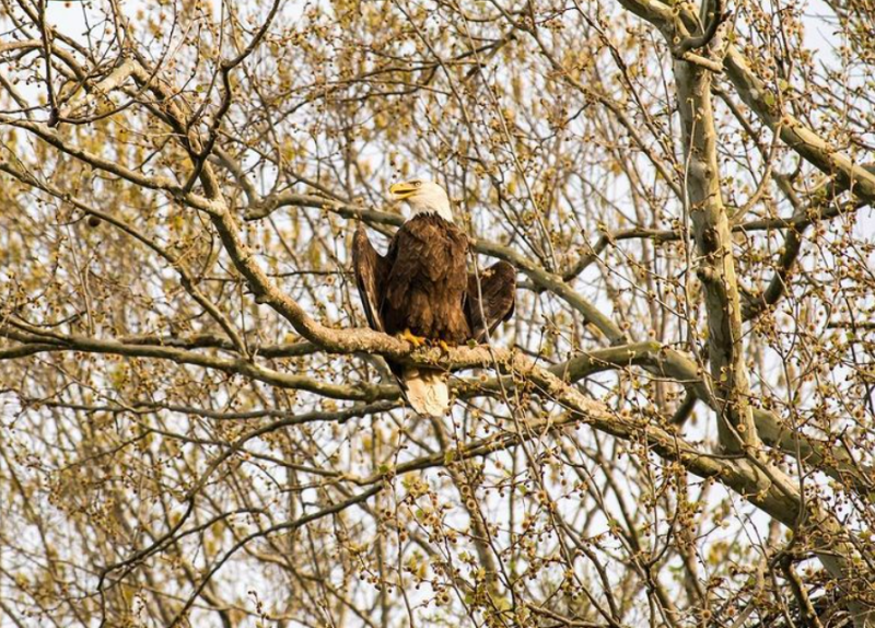 A bald eagle perched in a tree