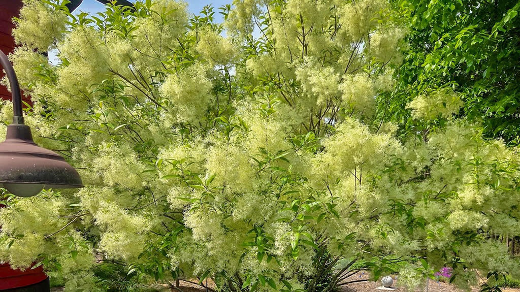 American Fringe Tree at the Huckshorn Garden